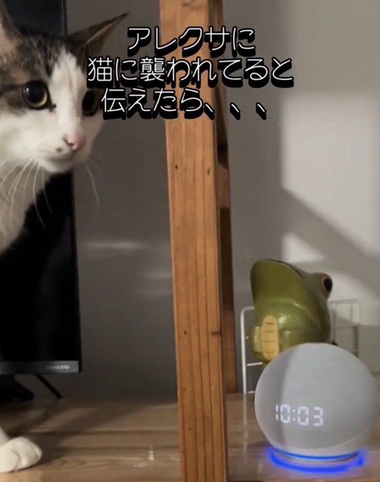 飼い主さんを見るノアくん