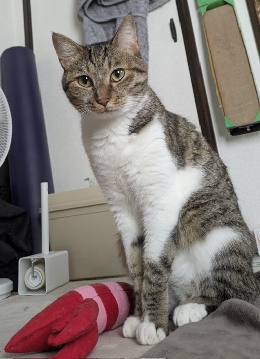 手足の長さがわかる写真