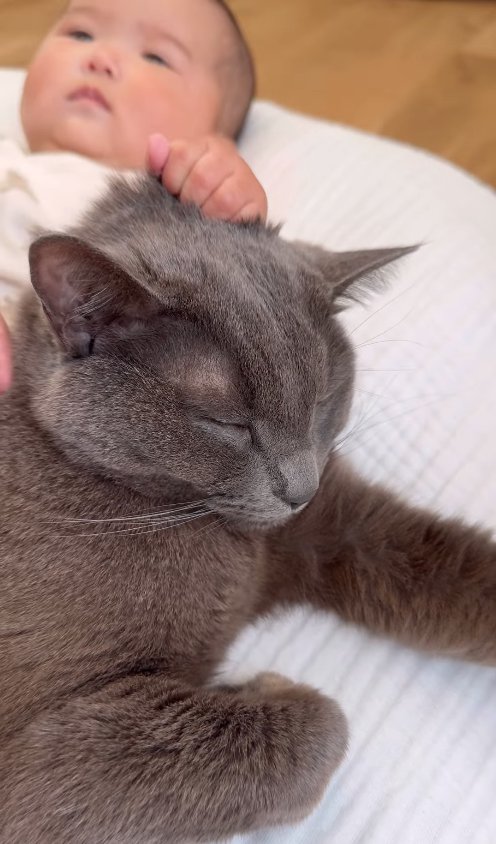 赤ちゃんに首を掴まれている猫