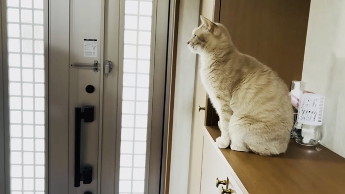 玄関の靴箱の上でお兄ちゃんをお見送りするミックス猫