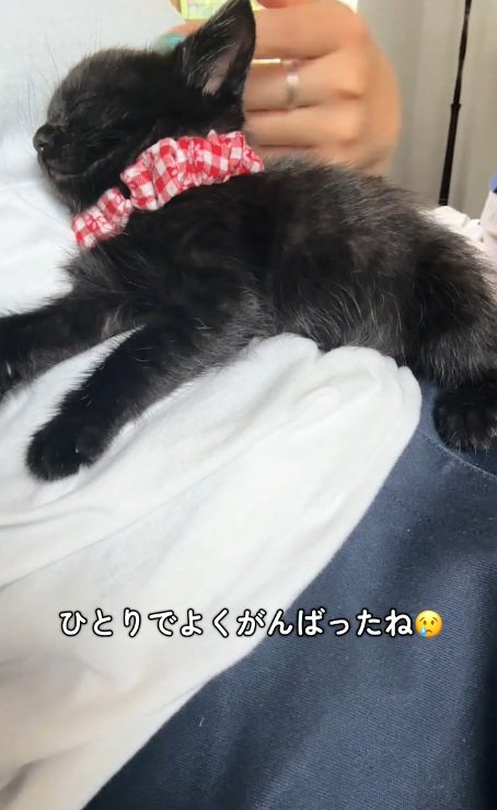 お腹の上で寝ている黒猫