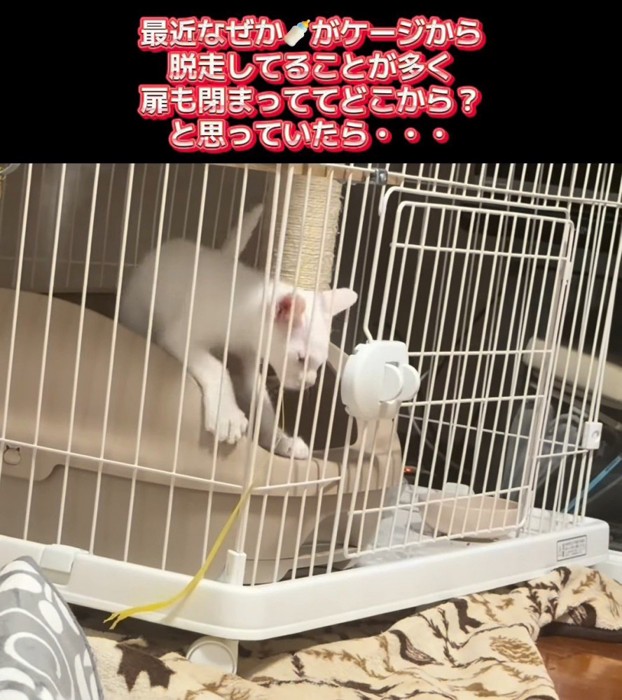 ケージの外を見ている子猫