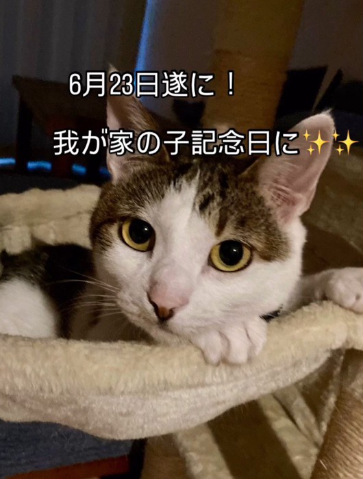 ハンモックに乗る猫