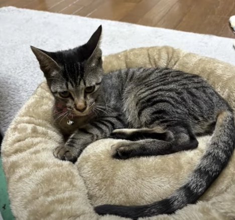 ソファに寝ているキジトラ猫