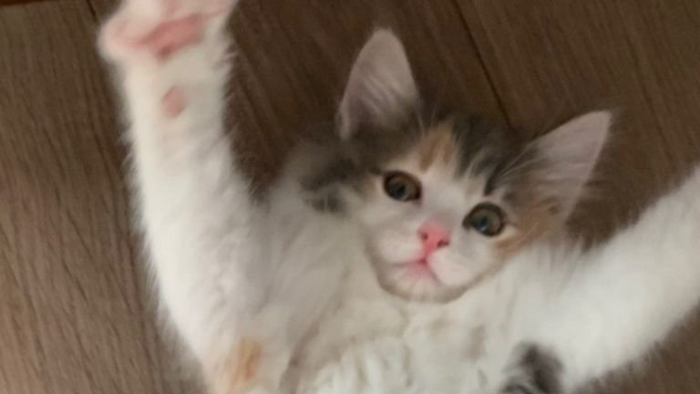 室内にいる子猫