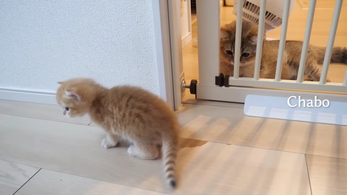 赤ちゃんを見守るチャボさん