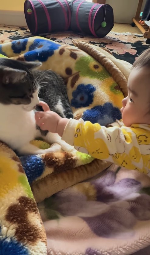 差し出された人差し指の匂いを嗅いでいる猫