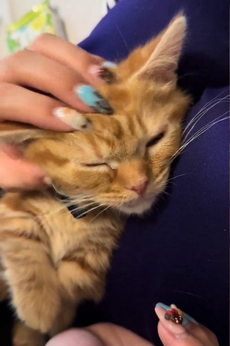 なでられる子猫