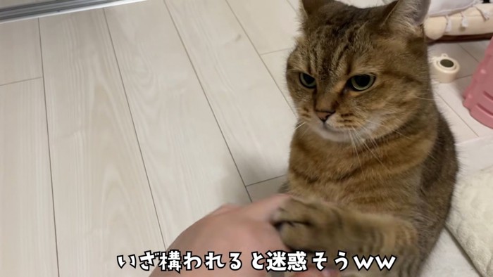 人の手に前足で触れる猫