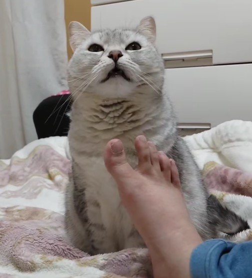 飼い主の足のにおいを嗅いで目を細める猫