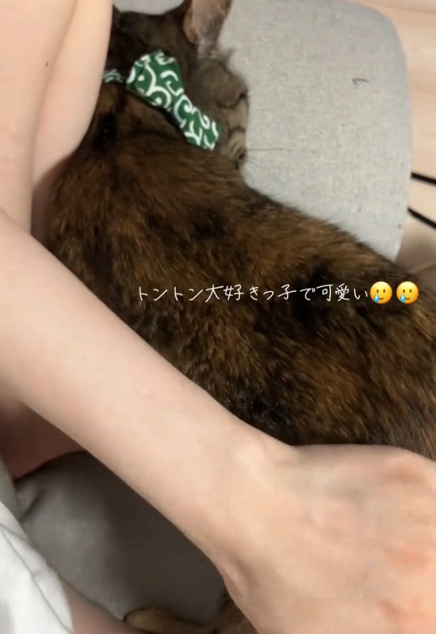 トントンされるステラちゃん