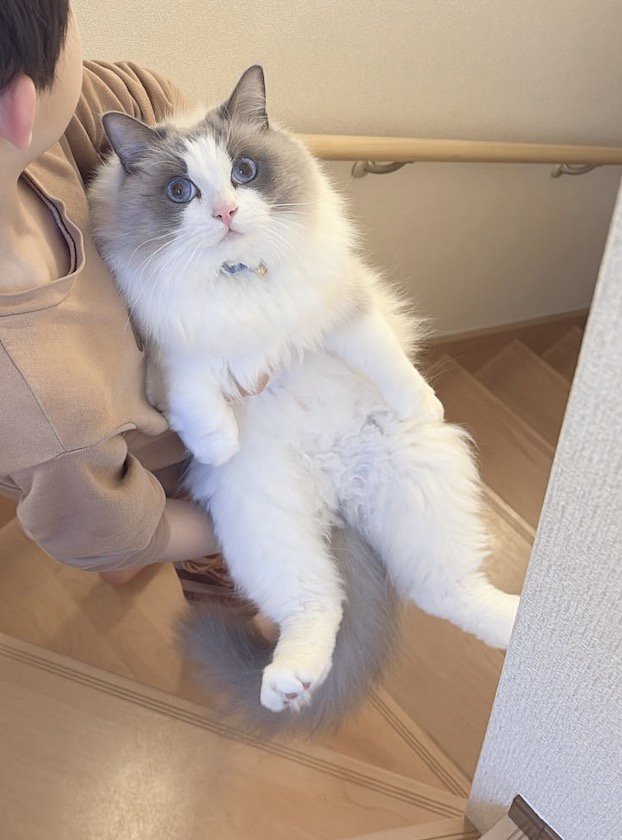 男の子に抱えられて階段を降りていく猫