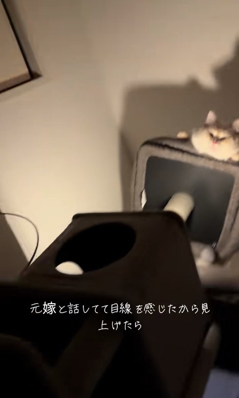 画面右端にいるキャットタワーの上で見下ろす猫