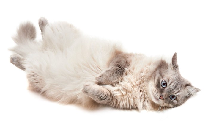 仰向けの長毛の猫