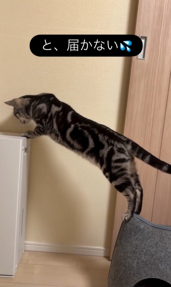 空気清浄機の上を見る猫
