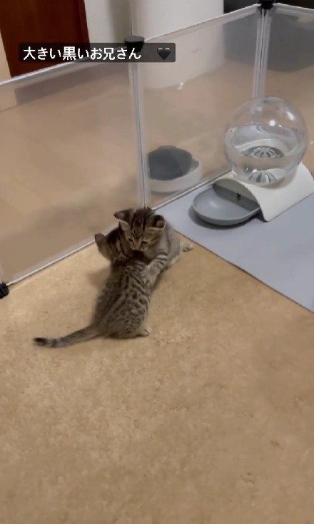 抱き合う2匹の子猫