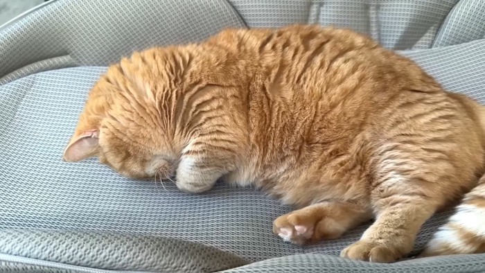 ごめん寝