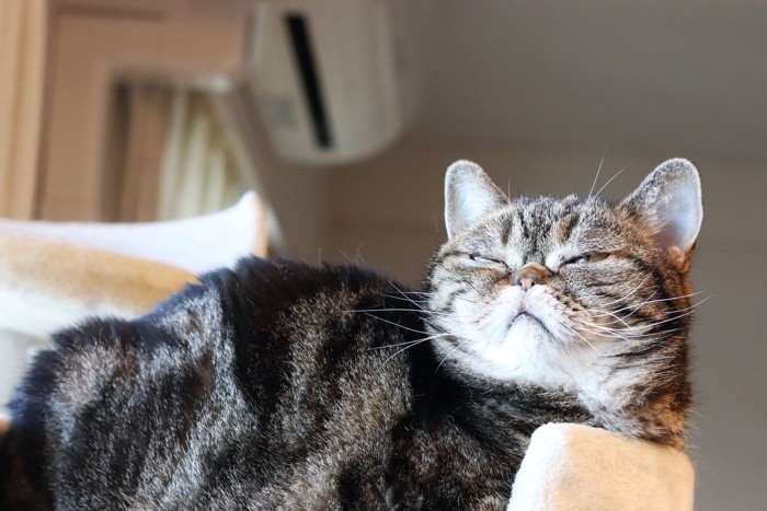 まぶしげなアメショ