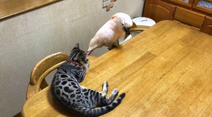 テーブルの上でオウムを見る子猫