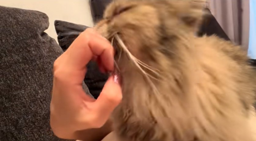 爪に顔をスリスリする猫