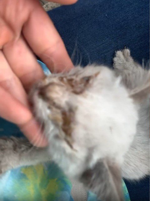 目が塞がっている子猫