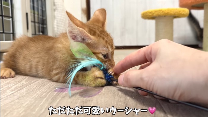 可愛いウーシャー