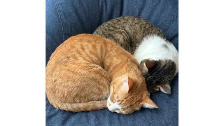 寝ている猫たち