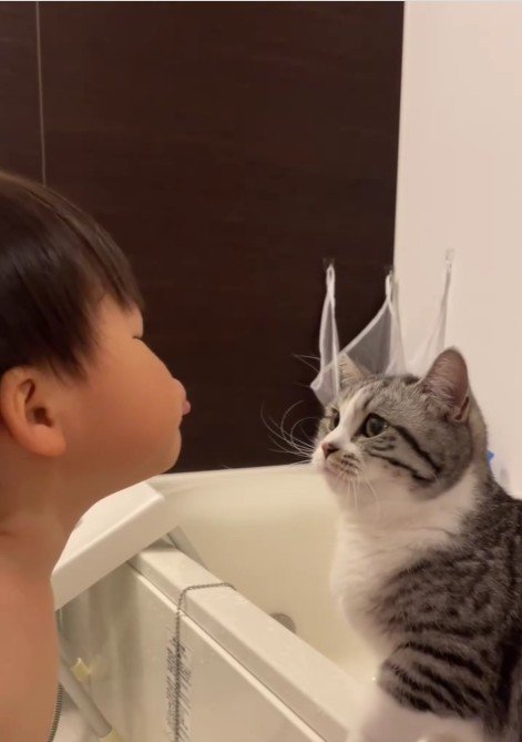 子どもにパンチをしている猫