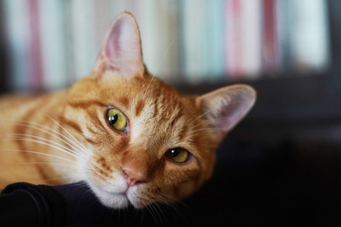 こちらを見つめる猫