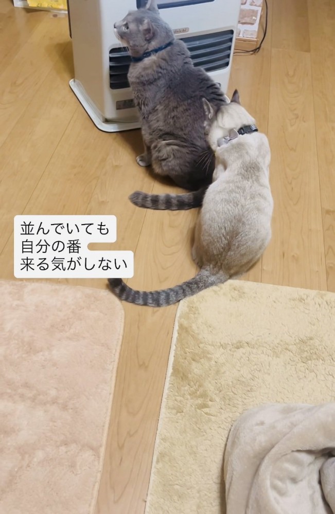 ストーブに並ぶグレートラ猫とシャムトラ猫