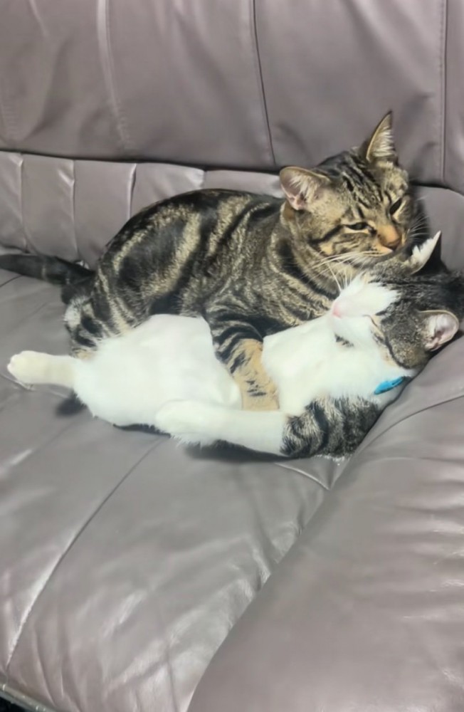 寄り添う猫たち