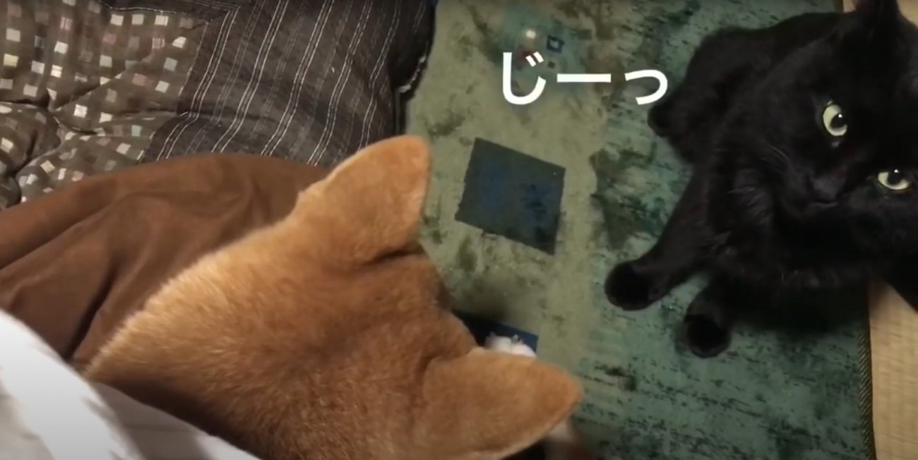 飼い主さんを見つめる天くん