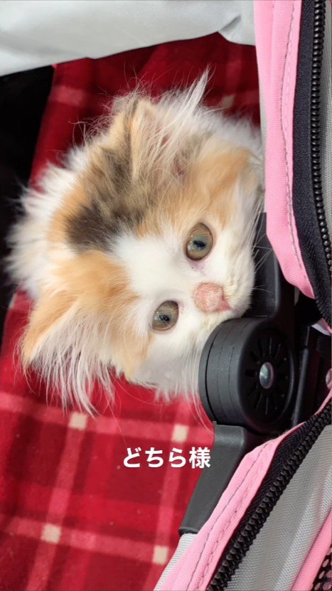 立ち上がる子猫の顔