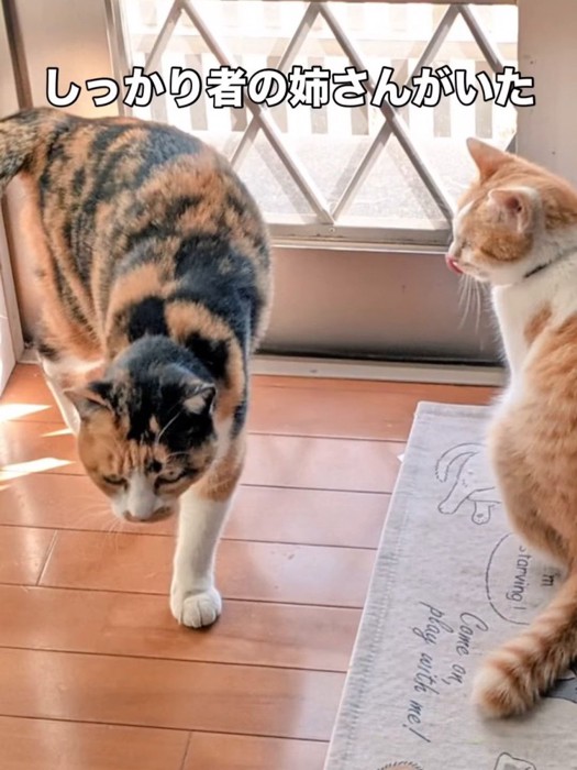 三毛猫と茶白猫