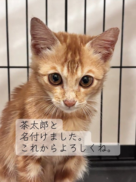 カメラ目線の子猫