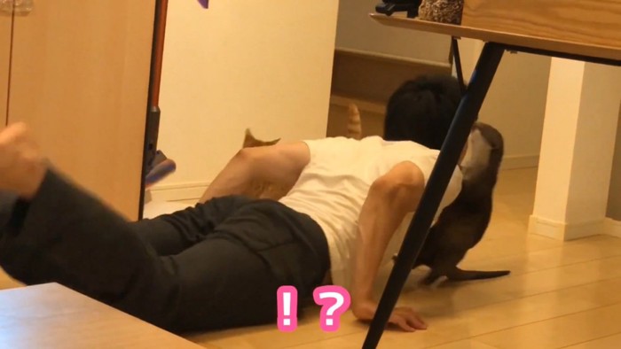 カワウソと茶トラ猫の間にスライディングするパパ