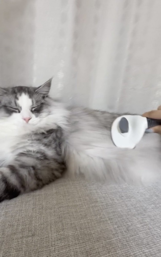 飼い主さんにブラッシングされるサイベリアン