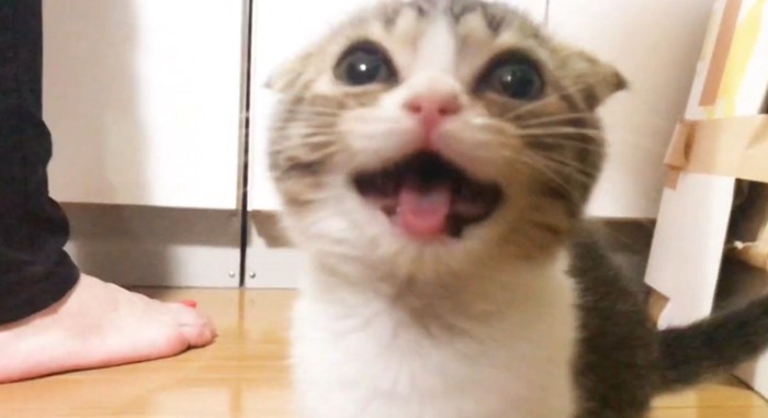 鳴く猫