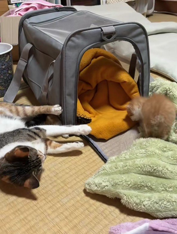 キャリーバッグに向かう子猫
