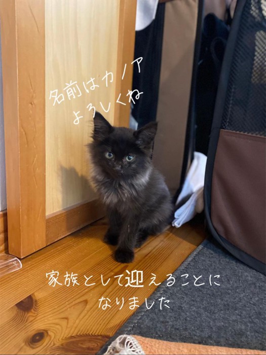 おすわりしてカメラ目線の子猫