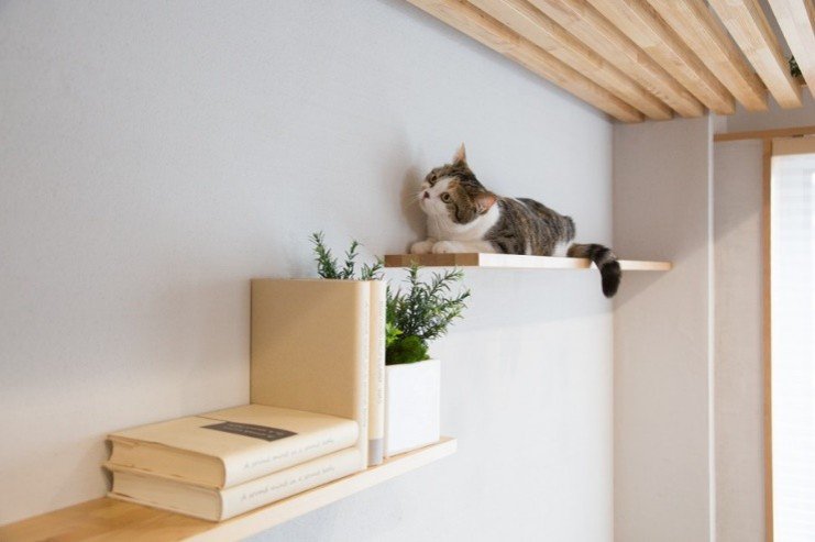 キャットウォークでくつろぐねこ