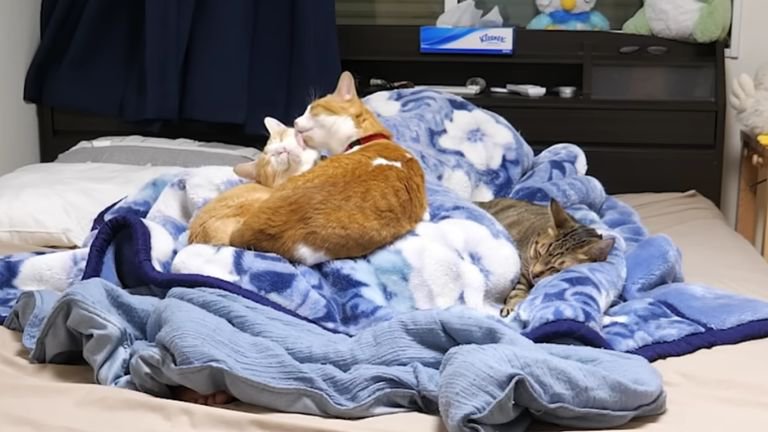 寝室に集まる猫