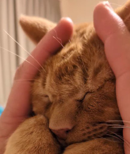 マッサージしてもらう猫