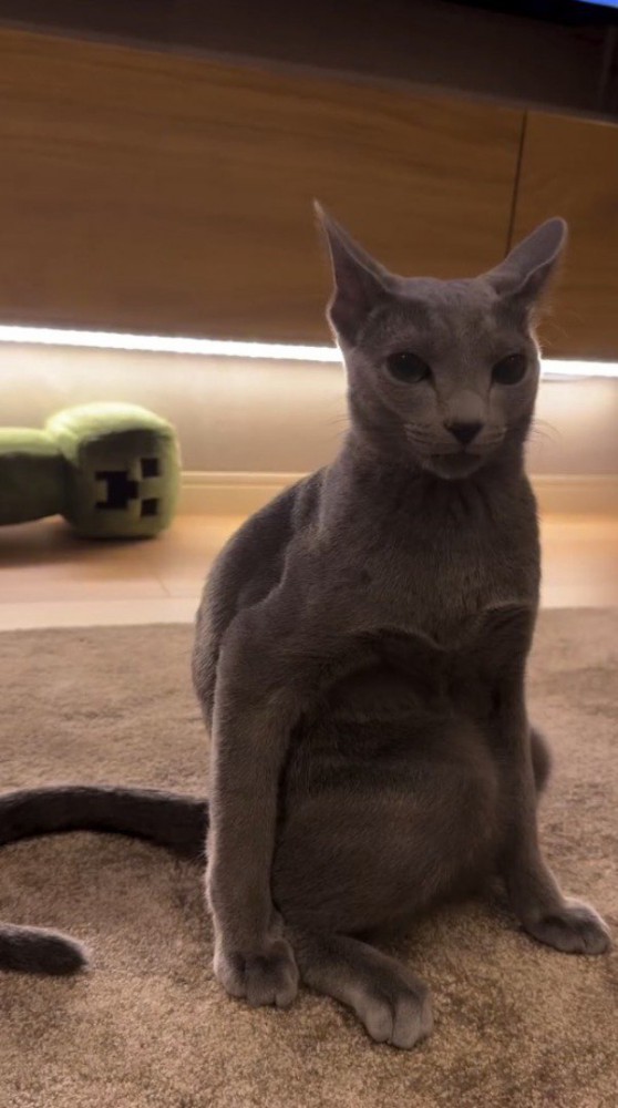 驚いた表情で飼い主を振り向く猫