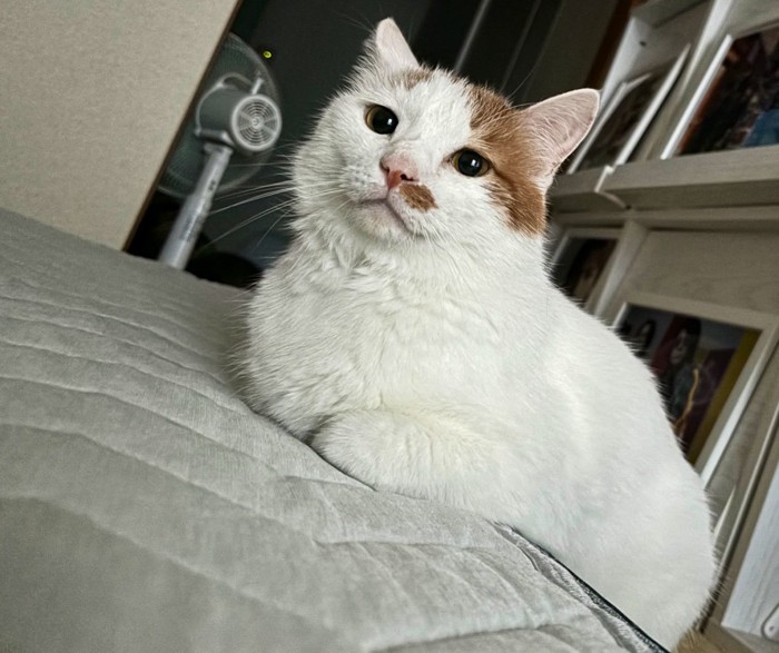 前足を胸の下にしまう猫