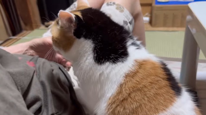 膝に乗りたそうな猫