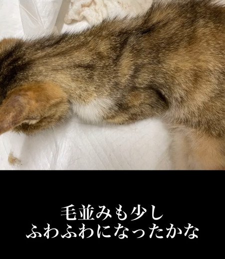 毛並みもふわふわになった猫