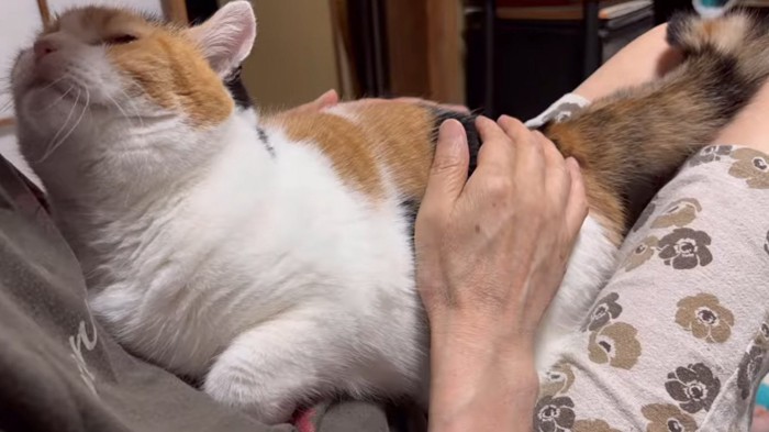 膝の上に抱っこされている猫