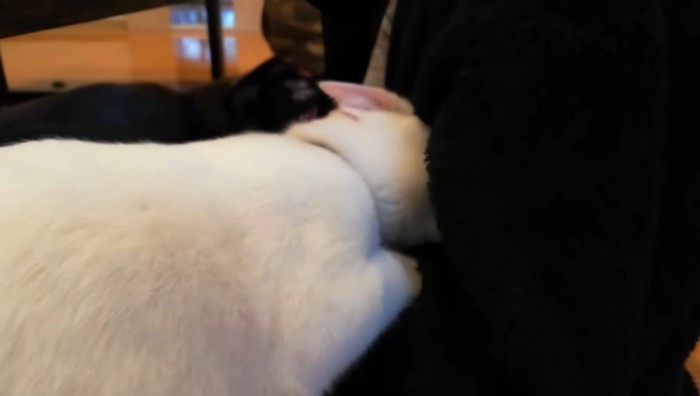 お腹をクンクン