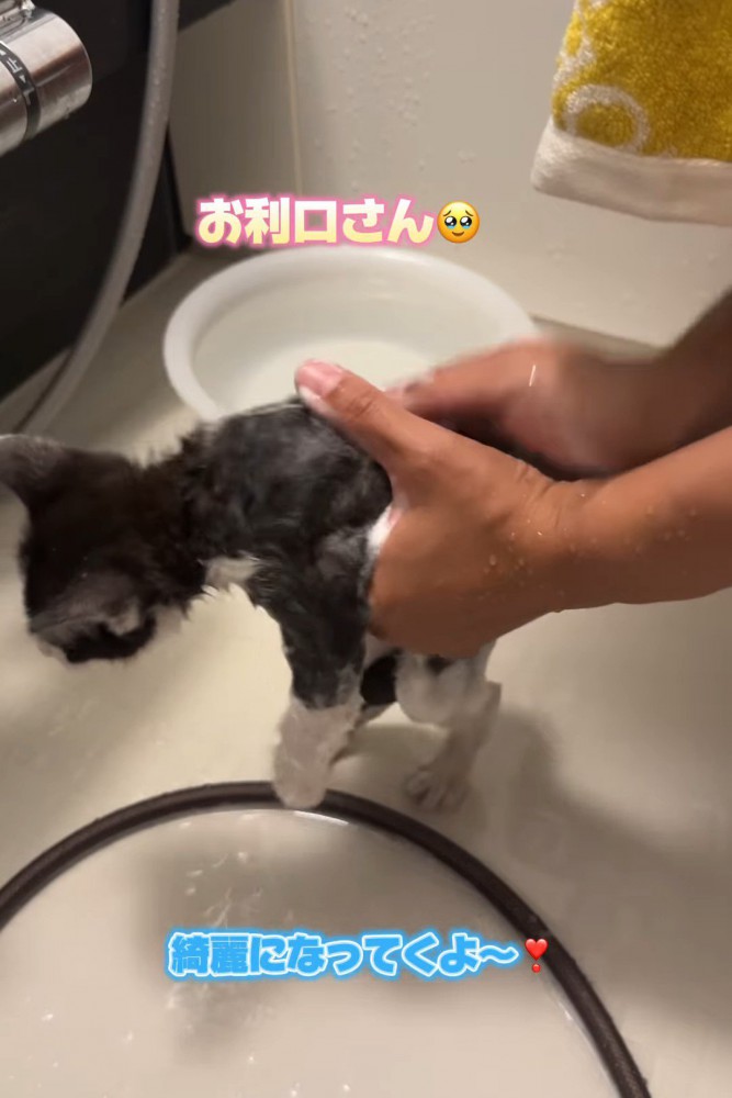 体を洗われる子猫